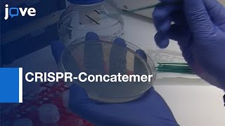 Multiple Gene Knockout Mouse Small Intestinal Organoids Using CRISPRConcatemer l Protocol Preview [upl. by Adnoluy]