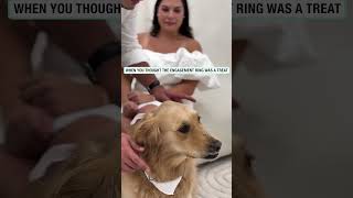 Dog almost swallows the engagement ring 🫣 🎥 ig baileythegoldenretriever [upl. by Madox626]