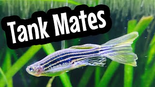 Best Zebra Danio Tank Mates [upl. by Bradstreet]