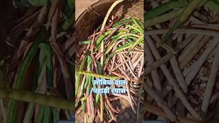 मडुवा लोबिया मक्का trending food harvesting nature farming villagelife soan Dvlogs [upl. by Nonohcle]