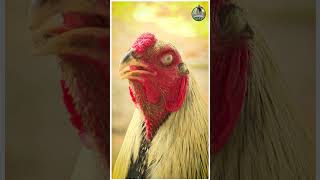 The racing cock is ready for the Sankranthi ring roster farming viralvideo [upl. by Ardnaeel889]