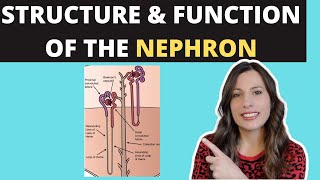 Structure of the NEPHRON Alevel Biology Ultrafiltration and selective reabsorption in the kidney [upl. by Annayk686]