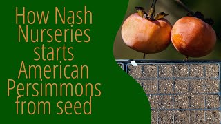 How we start our American Persimmon seeds at Nash Nurseries [upl. by Phillip]