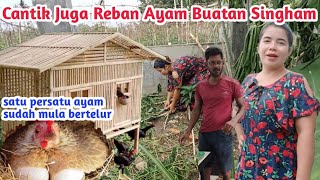 Cantik Reban ayam buatan singham  Satu persatu ayam saya bertelur JURAGAN AYAM COMING [upl. by Theron]