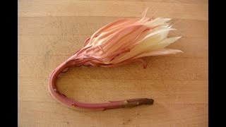 Epiphyllum Oxypetalum Soup Recipe 昙花汤） [upl. by Konrad]