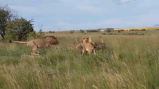 Lionesses corner an intruder in their territory [upl. by Lener]