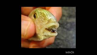 Cymothoa exigua parasite in fish [upl. by Hoopen797]