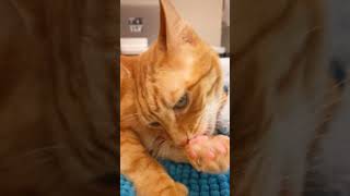 Let Orange show you the proper way to wash your hands cat pets cute [upl. by Edmanda]