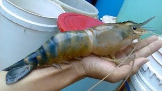 Giant Freshwater Prawn [upl. by Arnoldo]