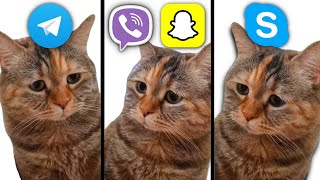 Sad Cat but Social Media ringtones [upl. by Arahahs]