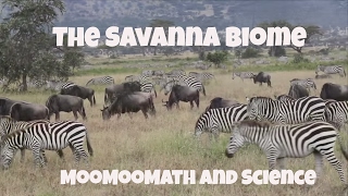 Savanna Grassland Biome Facts [upl. by Ailil183]