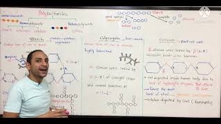 Carbohydrates 4  بايو اولي طب [upl. by Macintyre315]