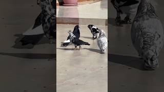 Kabutar ka video pigeon kabootars birdspecies yt punjabi rap song hiphop [upl. by Acimehs]