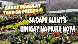 MAGBABALIK GIANTS PLANTS BINIGAY NA MURA [upl. by Thisbe467]