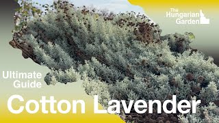 Santolina Chamaecyparissus  Cotton Lavender [upl. by Bertolde]