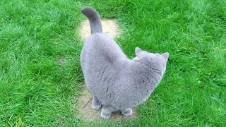 Blue British Shorthair Cat  Taking a Walk [upl. by Eppesuig]