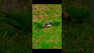 Happy Lorikeetsplaying❤️❤️😍😍 sydney garden nature birds birdsounds birdwatching animals [upl. by Deibel]