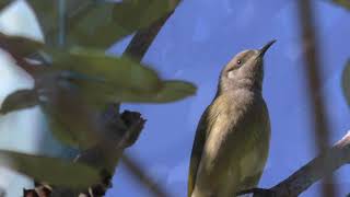 Brown Honeyeater 10 [upl. by Nerhe366]