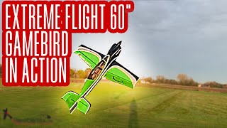 Extreme Flight 60quot Gamebird at LAC Ed [upl. by Reynold]