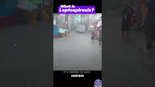 What is Leptospirosis [upl. by Nirrep182]