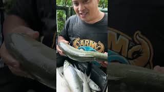 Bangus Festival sa Binangonan Rizal Ang lalaki ng bangus bagyongkristine [upl. by Imik]