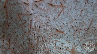 Krill Swarms in 3D [upl. by Loredana]