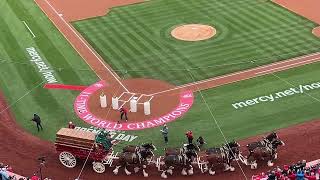 St Louis Cardinals  Busch Stadium  Opening Day  Famous Budweiser Clydesdales  April 4 2024 [upl. by Iilek]