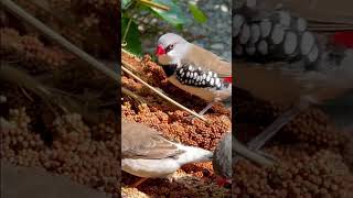 Diamond Firetail Finch birds bird nature animals [upl. by Bradly]