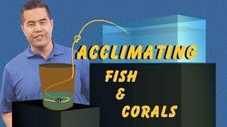 Acclimating Fish and Corals How Drip Acclimation Ensures a Safe Transition Into Your Aquarium [upl. by Eibob]