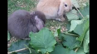 Cute Holland Lop Bunnies Playing Outdoor [upl. by Dollie]