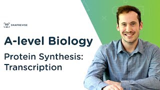 Protein Synthesis Transcription  Alevel Biology  OCR AQA Edexcel [upl. by Yttak285]