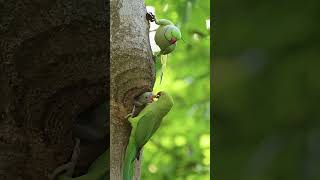 Rose Ring Parakeet  Parrot Bird  Parakeet  wildlifephotoghraphy birds photography wildlife [upl. by Shanks]