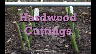 Hardwood rose cuttings fall and winter [upl. by Ttelrahc]