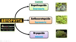 Classification of Bryophytes Characteristics of Liverworts Hornworts and Mosses [upl. by Fraze185]