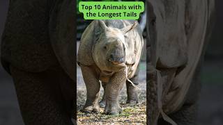 Top 10 Animals with the Longest Tails [upl. by Brodsky]