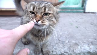 Friendly cats meowing and purring [upl. by Atalanti]