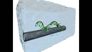 Selfassembly of a Carbonnanotube DNA hybrid [upl. by Ahsienahs]