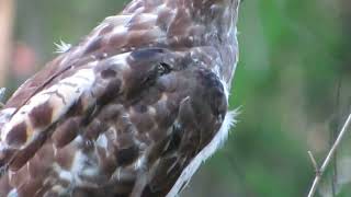 RedTailed Hawk Swooped Down at Me [upl. by Battiste168]