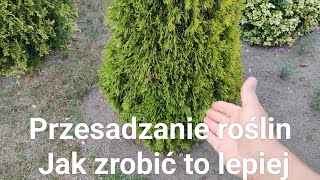 Przesadzanie roślin Jak zrobić to lepiej [upl. by Anirtac]