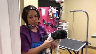 How to Groom a Shih Tzu that has seizures Gidget Full Groom [upl. by Allista]