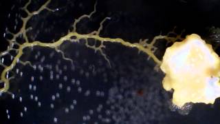 The Insane Biology of Slime Mold [upl. by Mccall]