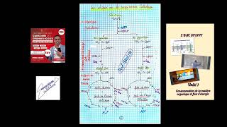 les étapes de la respiration glycolyse formation de lacetylcoA cycle de krebs [upl. by Eirrej]