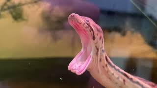 Elephant Trunk Snake Yawns [upl. by Akimert]