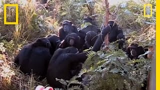 Chimps quotMournquot Nineyearolds Death  National Geographic [upl. by Erdnaet]