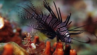 The Coral Reef 10 Hours of Relaxing Oceanscapes  BBC Earth [upl. by Lu]