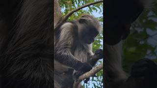 Red Colobus Monkeys at Jozani Forest Zanzibar beach trending viralvideo trendingshorts [upl. by Adarbil417]