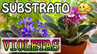 Substrato perfeito para violetas  Como preparar a terra para violetas [upl. by Rubma]