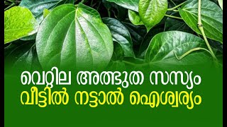 വെറ്റില മാലയുടെ പ്രത്യേകത  Benefits of Planting Betel at Home  Muhurtham Astrology [upl. by Vilberg]