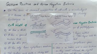 Gram positive and Gram negative bacteria Cell Wall of Gram positive and Gram negative bacteria [upl. by Flemings701]