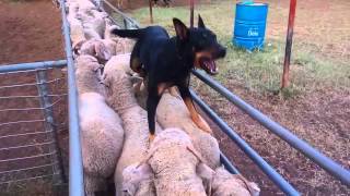 Gulligal Minka and Poncho loading sheep April 2015 [upl. by Celinda]